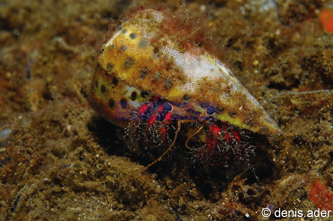 Dardanus lagapodes-2-Komodo BetheHem-11m-20160802-Denis-ADER-DSC_9009_tn.jpg
